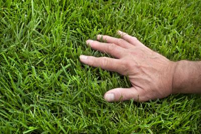 Landscape Fertilizing Service in Ventura County, CA
