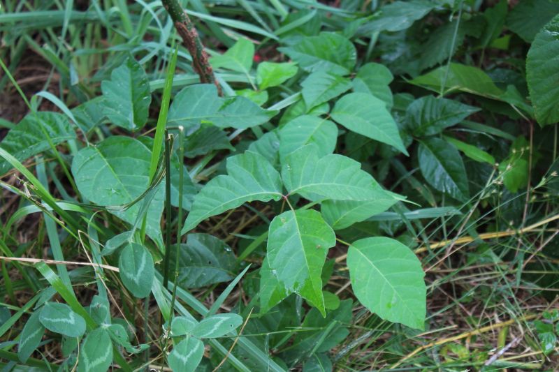Poison Oak Removal in Harford County, MD