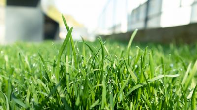 Yard Treatment Service in Ventura County, CA
